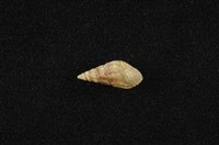 藏品(流紋蜷)的圖片